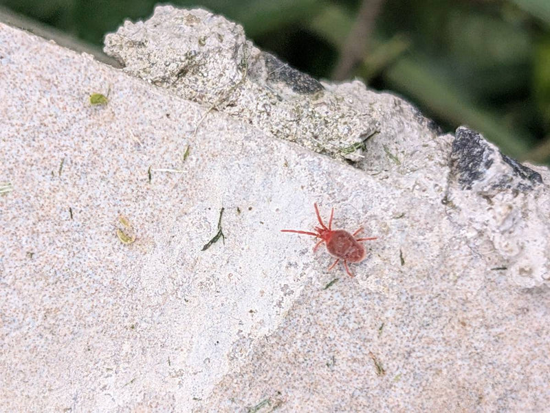 Auf einem hellen Stein läuft eine auffällig rote Milbe, der Mauer-Schnellläufer. Das Tier ist von oben gut zu erkennen.