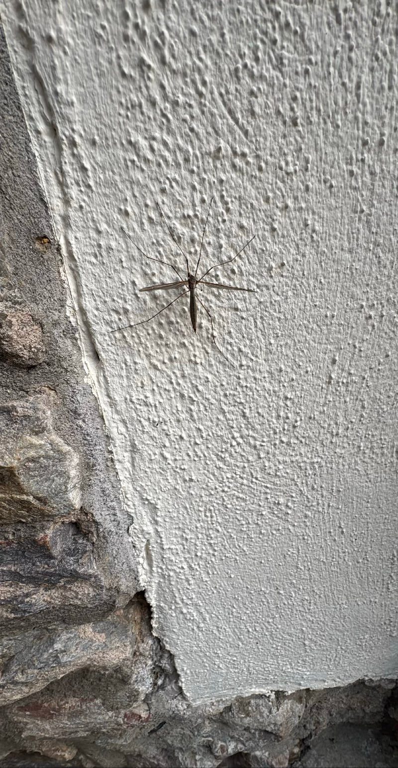 Auf dem Bild ist eine erwachsene Kohlschnake zu sehen, die auf einer hellen, verputzten Hauswand ruht. Ihre typischen langen Beine und Flügel sind deutlich a...