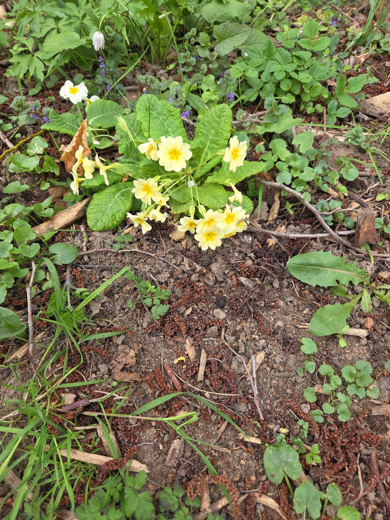 Auf dem Bild ist eine blühende Stängellose Schlüsselblume mit charakteristischen hellgelben Blüten und einer grünen Blattrosette auf Waldboden zu sehen.