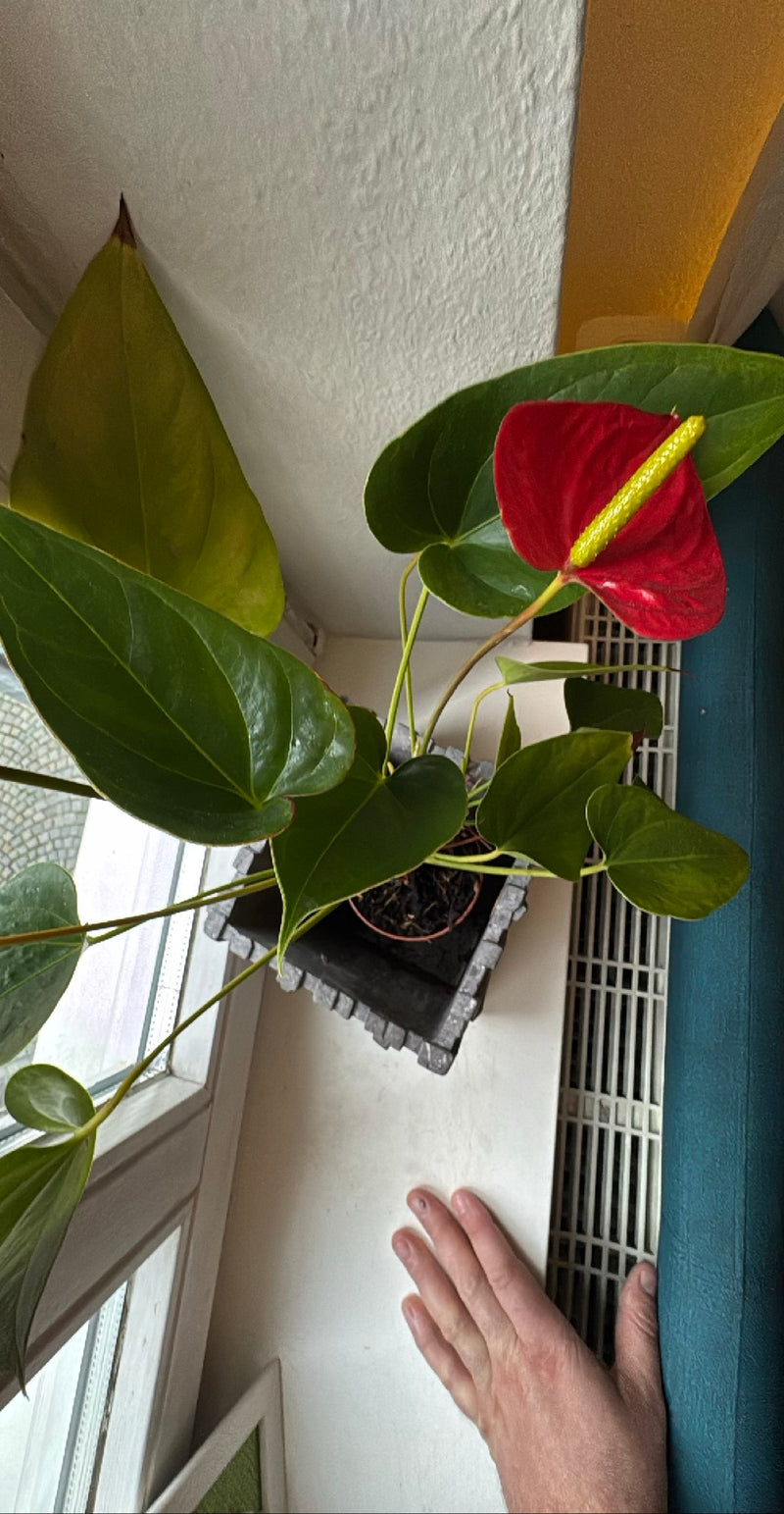 Große Flamingoblume — Bild 4