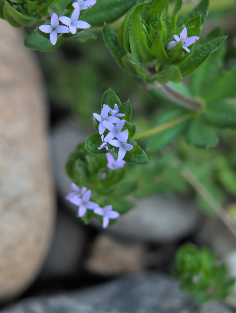 Zu sehen sind die kleinen, hellvioletten Blüten und die quirlständigen Blätter der Acker-Röte. Die Pflanze wächst nah am Boden zwischen Steinen.