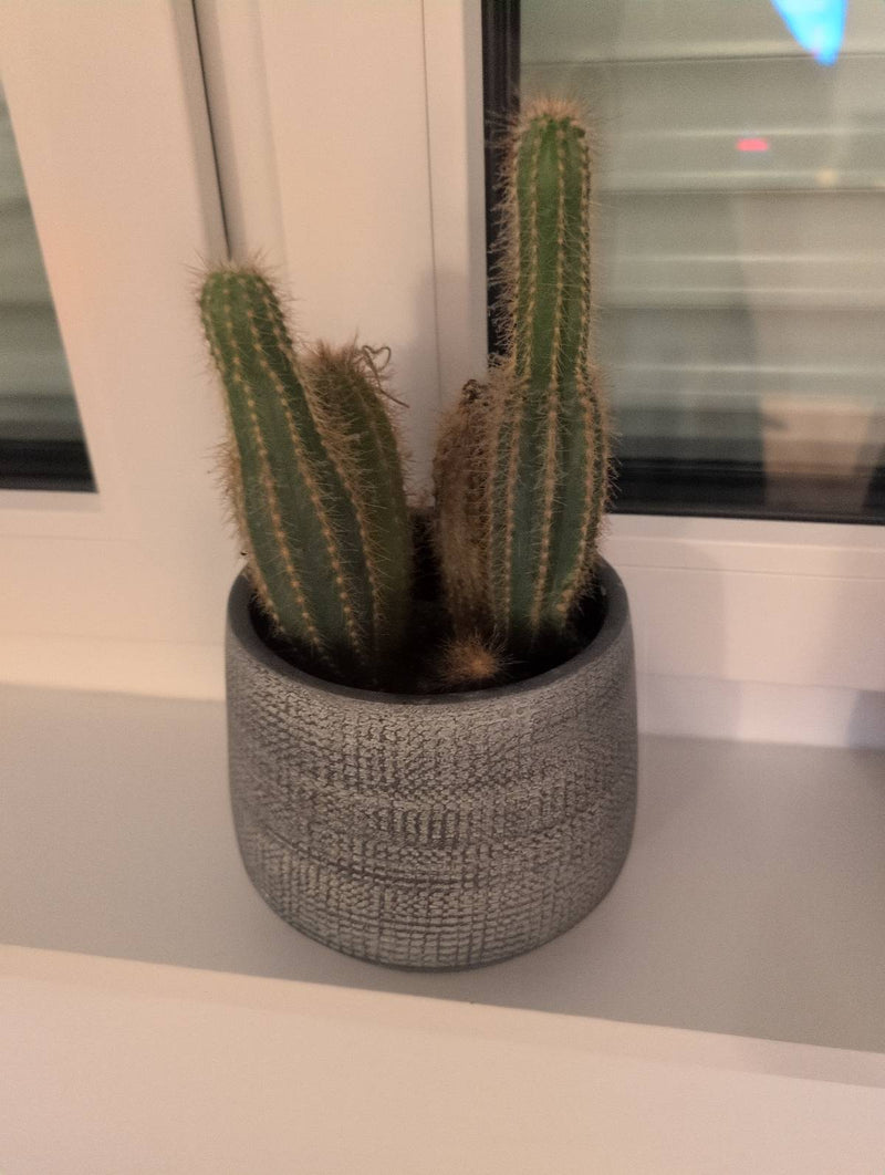 Auf dem Bild ist ein Goldkaktus in einem grauen Blumentopf auf einer Fensterbank zu sehen. Die säulenförmigen Triebe sind dicht mit feinen Stacheln besetzt.