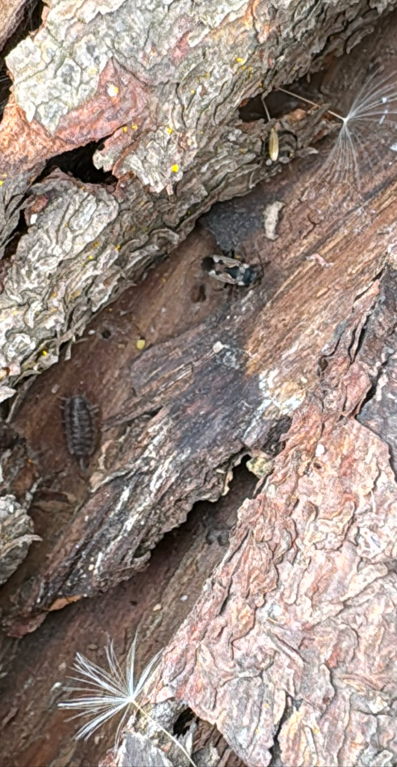 Auf der rauen Rinde eines Baumes sitzt eine erwachsene Lindenwanze. Die charakteristische Schwarz-Weiß-Färbung des Insekts ist gut zu erkennen.