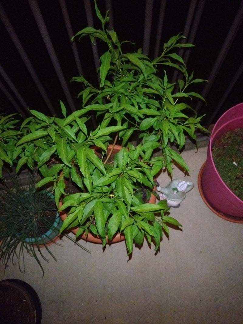 Zu sehen ist eine üppige Zitronenverbene in einem orangefarbenen Blumentopf. Die Pflanze zeigt ihre typischen, lanzettlichen hellgrünen Blätter.