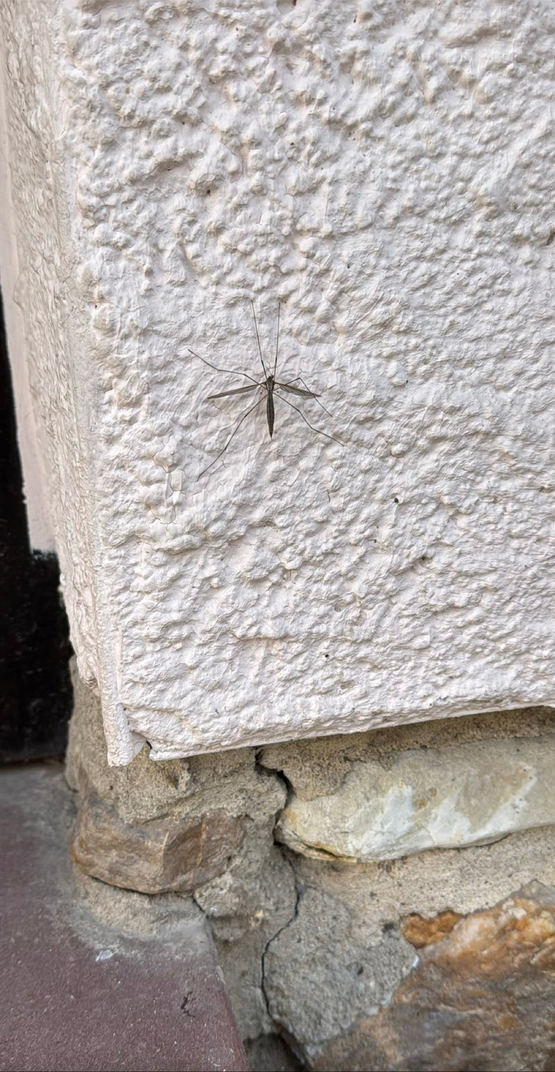 Eine Kohlschnake sitzt auf einer hellen, verputzten Wand. Ihre langen Beine und Flügel sind gut zu erkennen.