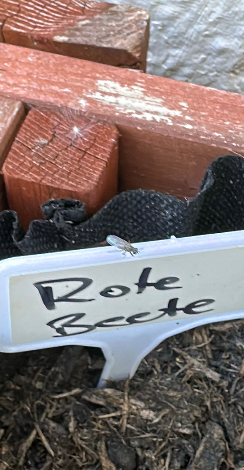 Auf dem Bild ist eine kleine Trauermücke zu sehen, die auf einem beschrifteten Pflanzenschild im Beet sitzt.