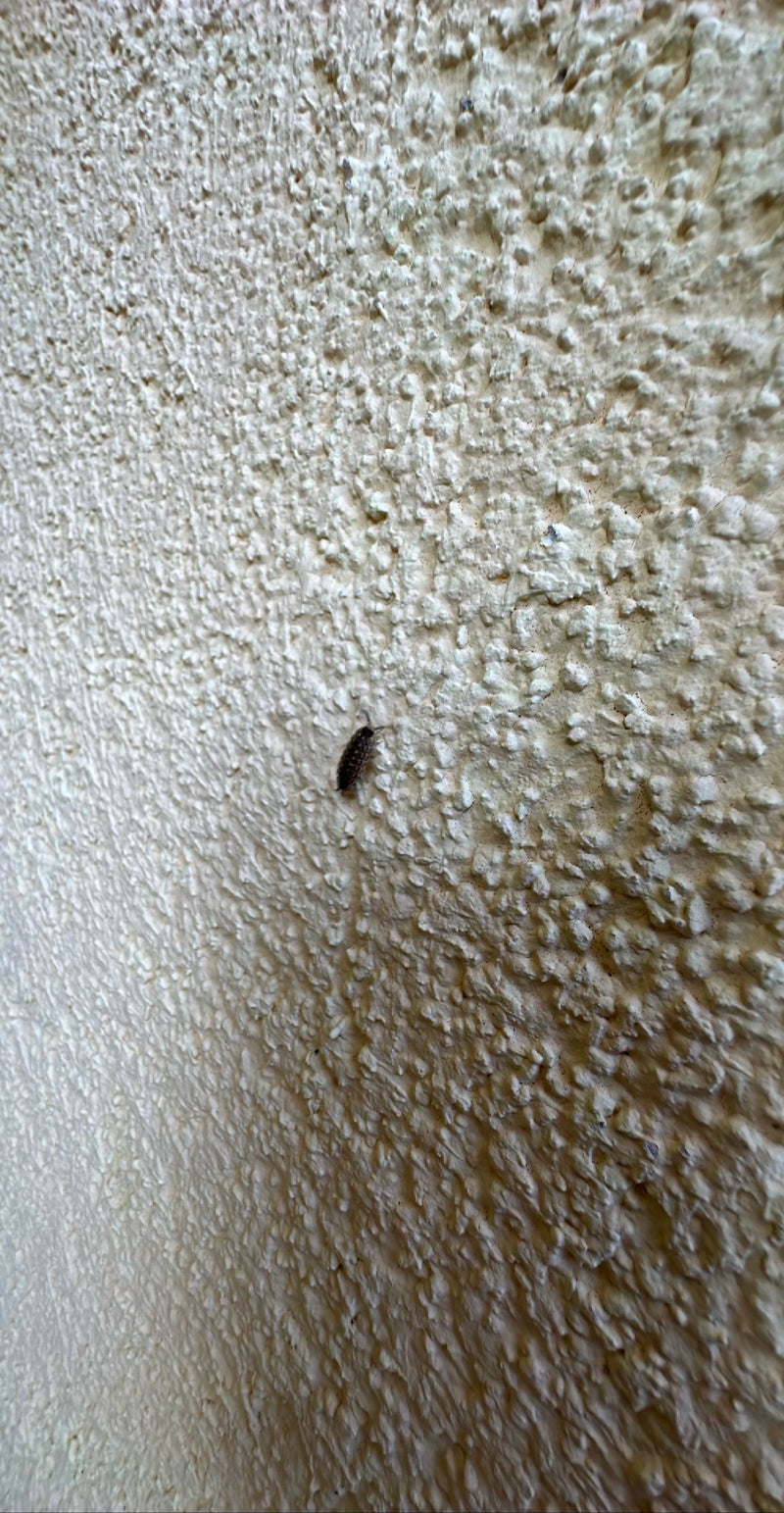 Auf dem Bild ist eine Mauerassel zu sehen, die an einer rauen Hauswand entlangkrabbelt. Das kleine Landasseltier zeichnet sich durch seinen ovalen, dunkelgra...