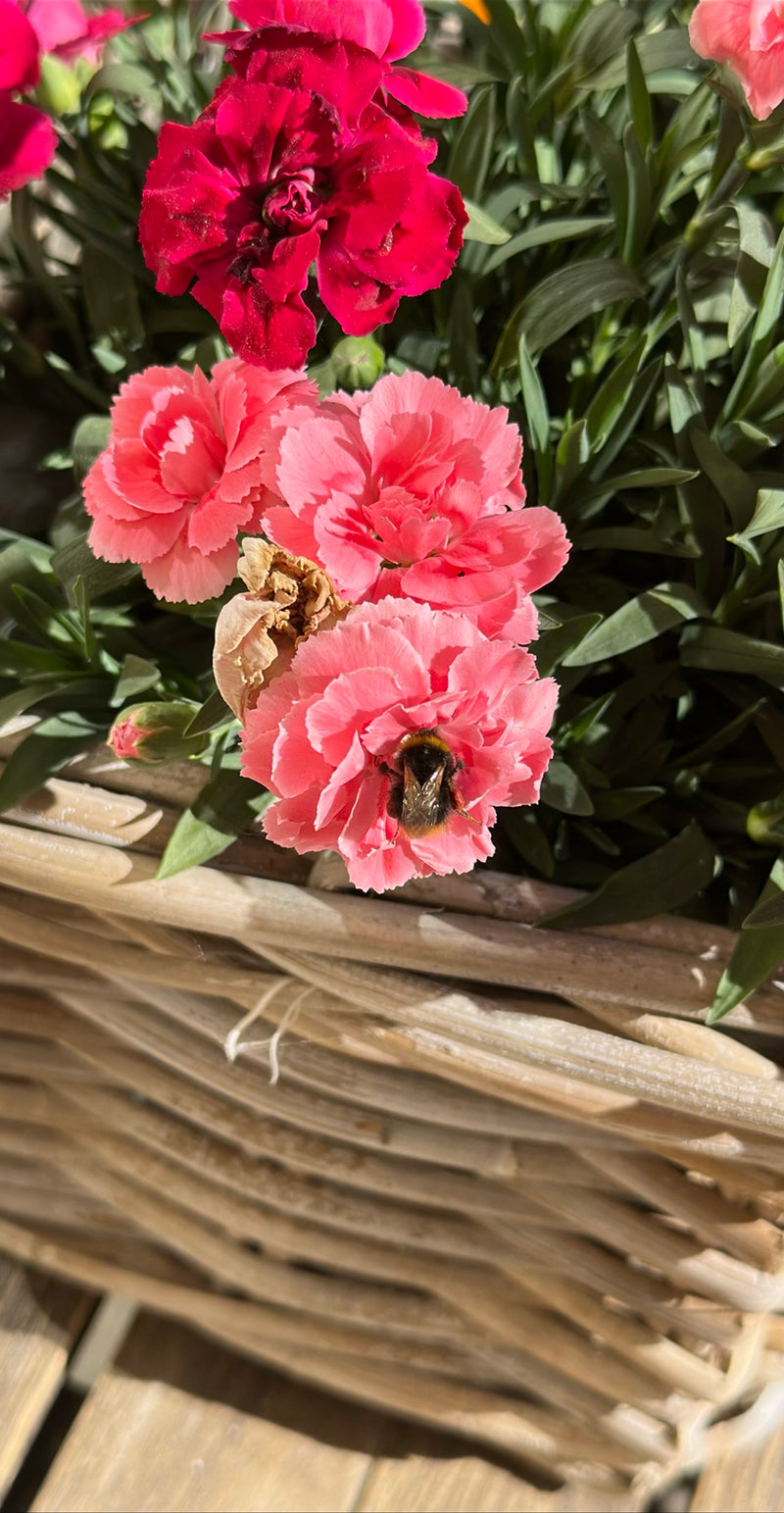 Eine Wiesenhummel sitzt auf einer rosa Nelkenblüte in einem geflochtenen Korb. Die Aufnahme zeigt das Insekt von oben bei der Nahrungsaufnahme.