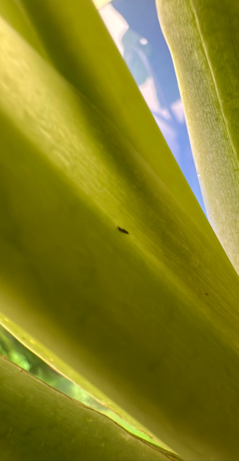 Auf einem grünen Pflanzenblatt sitzt ein sehr kleiner, länglicher Thrips. Das Motiv ist winzig und kaum im Detail zu erkennen.