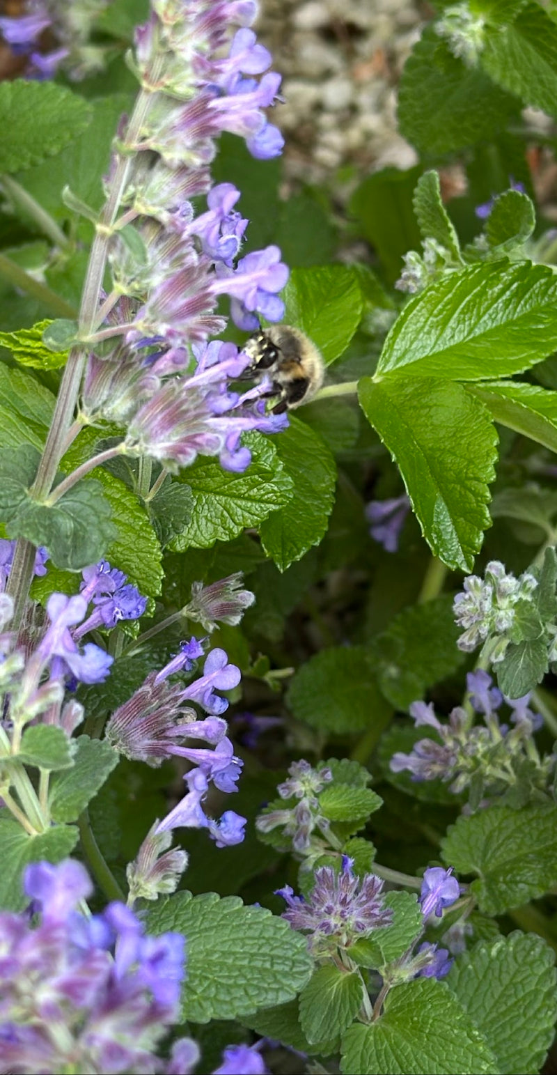 Eine Frühlings-Pelzbiene sitzt auf einer violetten Blütenkerze und nimmt Nektar auf. Die Umgebung ist von grünen Blättern und weiteren Blüten geprägt.