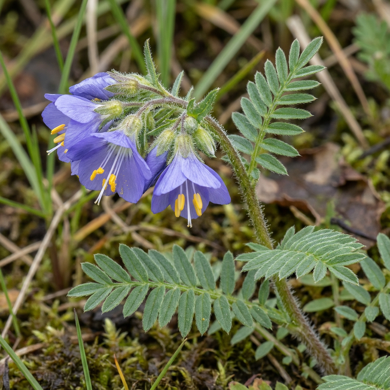 Jakobsleiter (Polemonium caeruleum), KI-Illustration