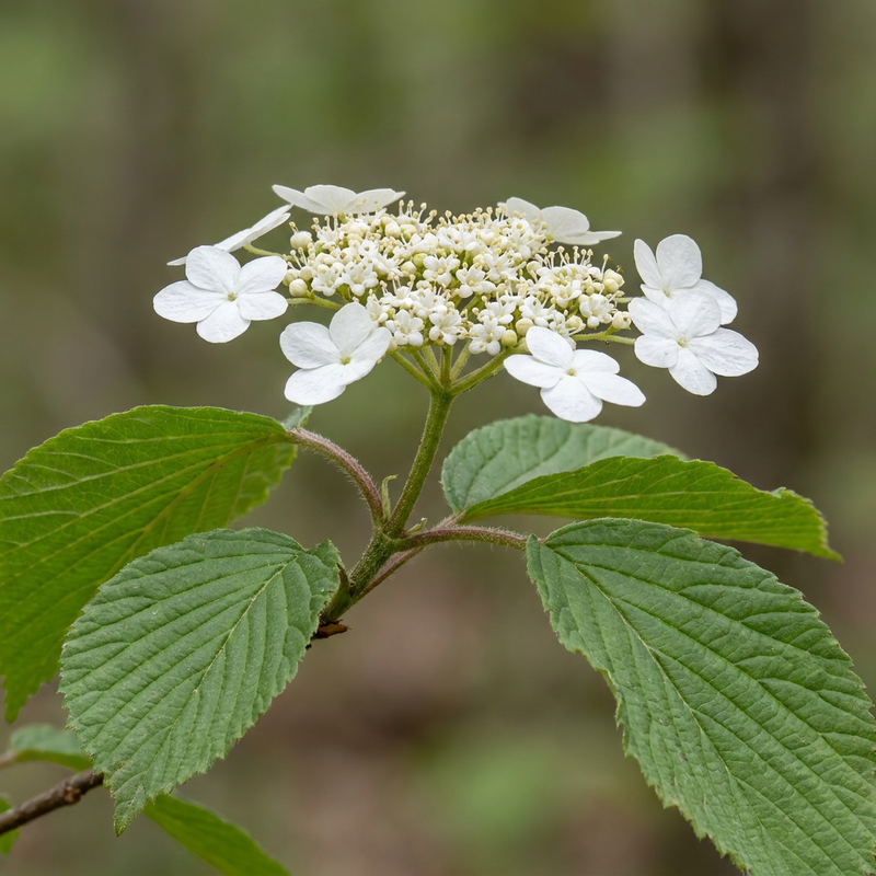 Japanischer Schneeball (Viburnum plicatum), KI-Illustration