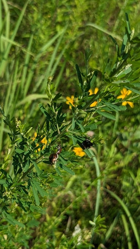 Japankäfer — Bild 2