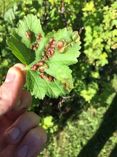 Johannisbeerblattlaus — Bild 5 von 9