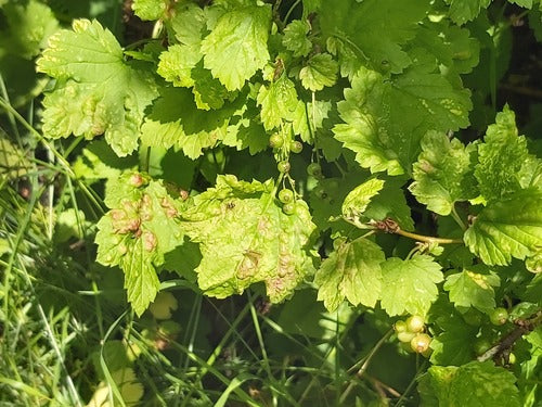 Johannisbeerblattlaus — Bild 2 von 9