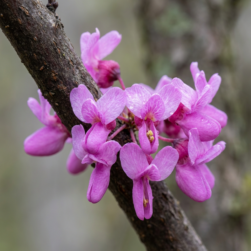 Judasbaum (Cercis siliquastrum), KI-Illustration