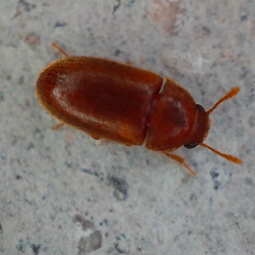 Käfer Behaart — Bild 3 von 8