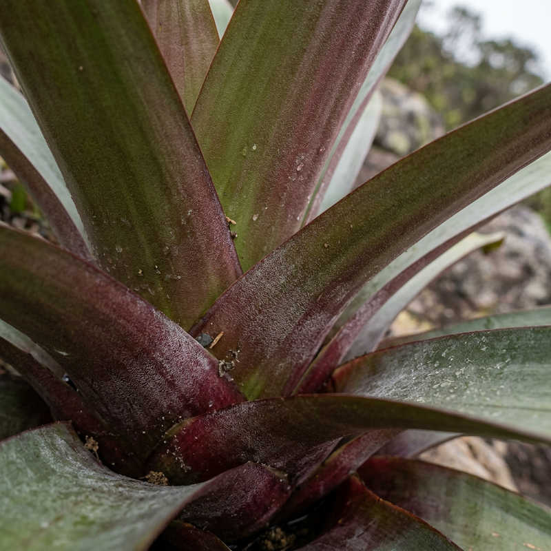 Kaiser-Bromelie (Alcantarea imperialis), KI-Illustration