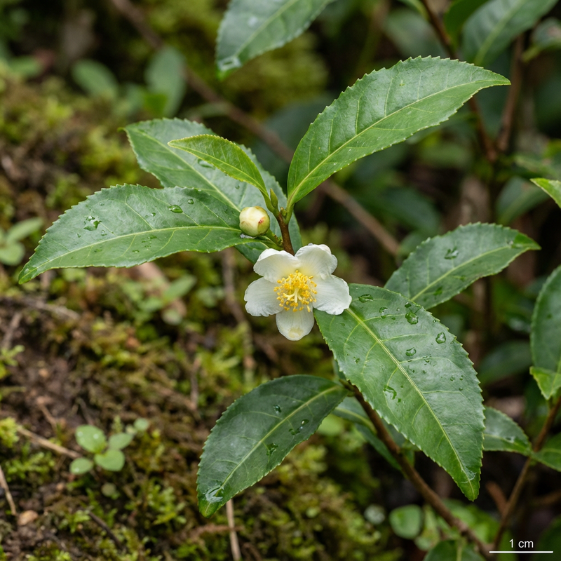 Kamelie (Camellia sinensis), KI-Illustration