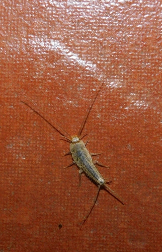 Kammfischchen — Bild 2 von 8