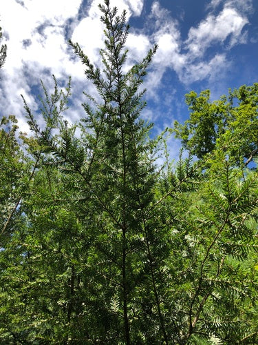 Kanadische Hemlocktanne — Bild 5 von 10