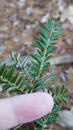 Kanadische Hemlocktanne — Bild 3 von 10