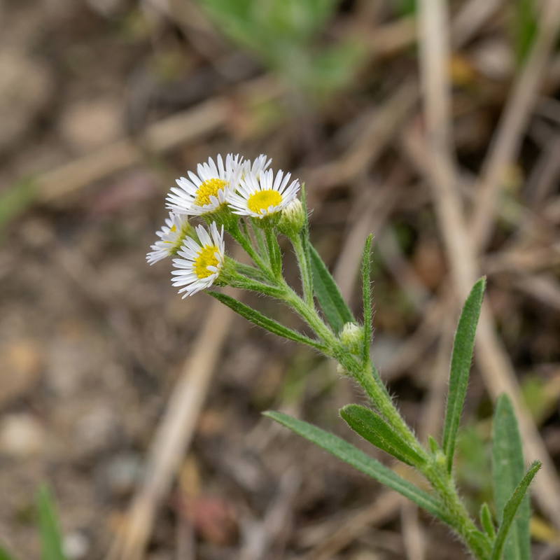 Kanadisches Berufkraut (Erigeron canadensis), KI-Illustration