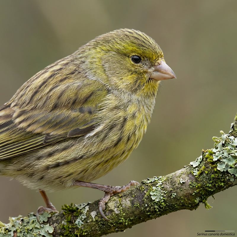 Kanarienvogel (Serinus canaria domestica), KI-Illustration