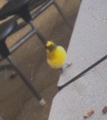 Kanarienvogel — Bild 5 von 11
