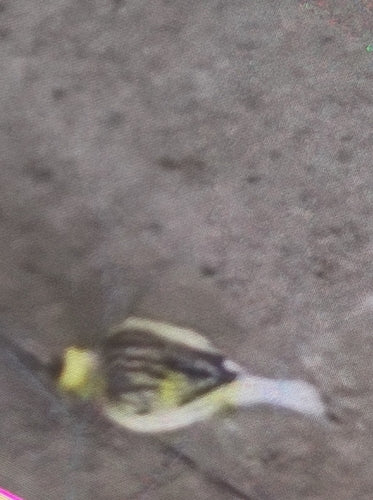 Kanarienvogel — Bild 4 von 11