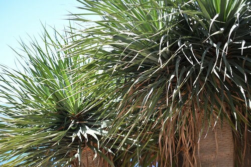 Kanarischer Drachenbaum — Bild 5 von 10