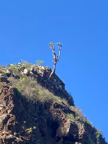 Kanarischer Drachenbaum — Bild 4 von 10