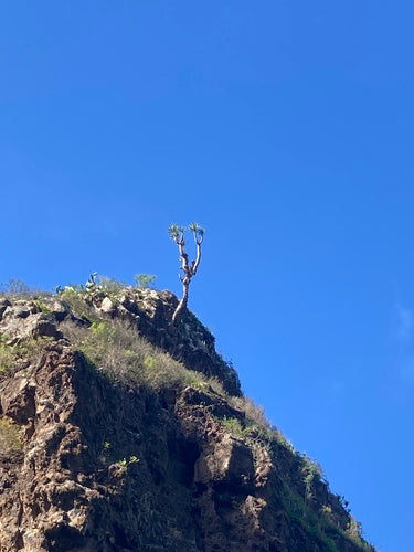 Kanarischer Drachenbaum — Bild 3 von 10