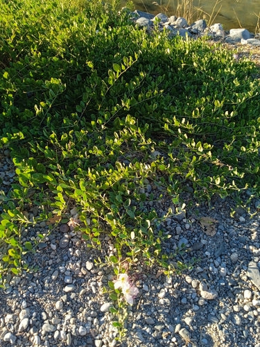 Kapernstrauch — Bild 1 von 8