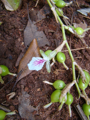 Kardamom — Bild 4 von 4