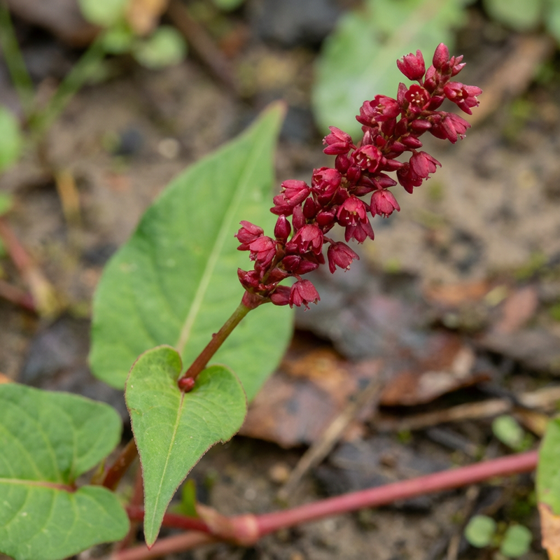 Kerzenknoeterich (Persicaria amplexicaulis), KI-Illustration