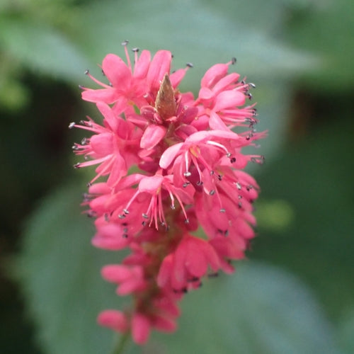 Kerzenknoeterich — Bild 5 von 10