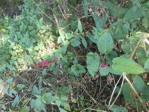 Kerzenknoeterich — Bild 4 von 10
