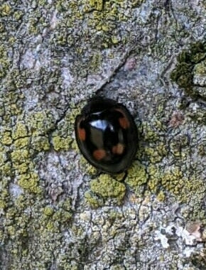 Kiefern-Kugelmarienkäfer — Bild 2 von 9