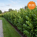 Kirschlorbeer 'Rotundifolia' – Ballen, 80–100 cm