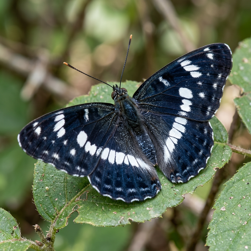Kleiner Eisvogel (Limenitis reducta), KI-Illustration