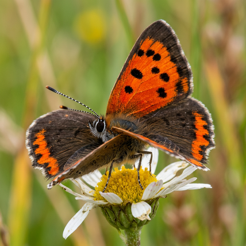 Kleiner Feuerfalter (Lycaena phlaeas), KI-Illustration