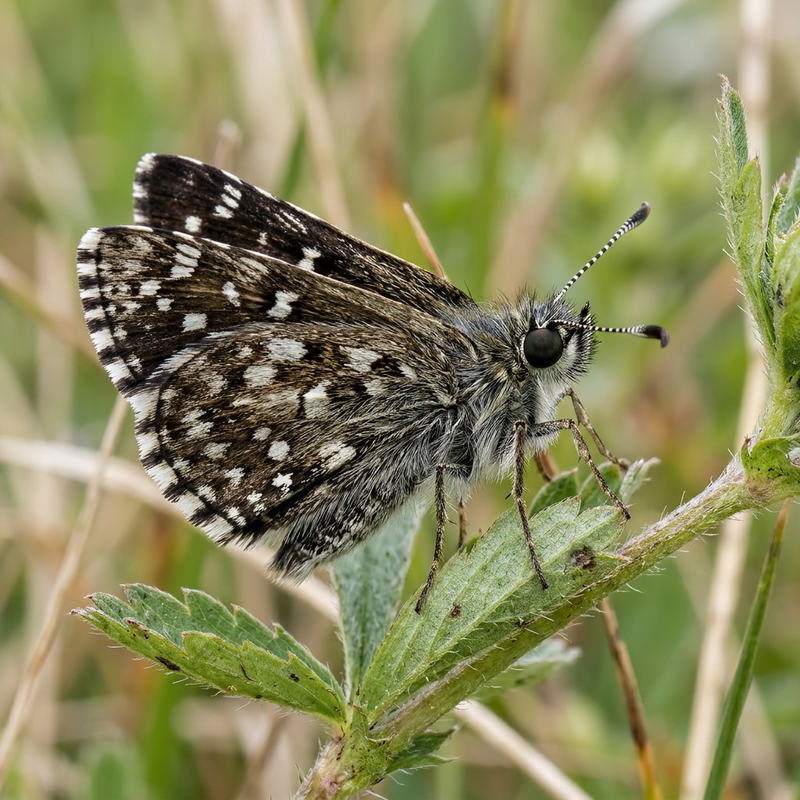 Kleiner Würfel-Dickkopffalter (Pyrgus malvae), KI-Illustration