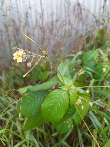 Kleines Springkraut — Bild 3 von 10