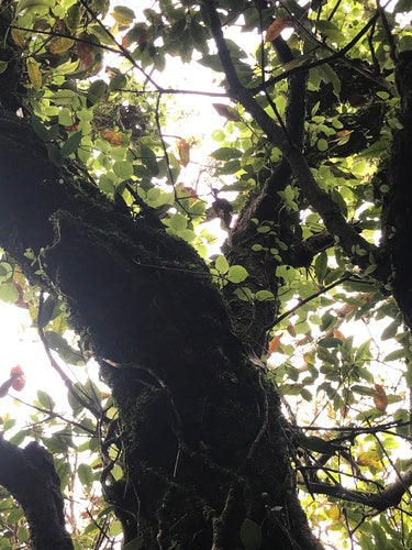 Kletter-Hortensie — Bild 3 von 8
