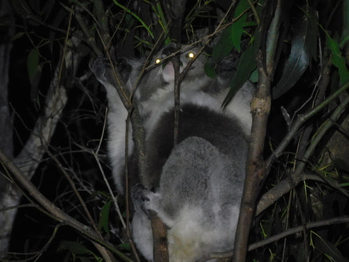 Koala — Bild 4 von 10
