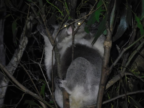 Koala — Bild 5 von 10