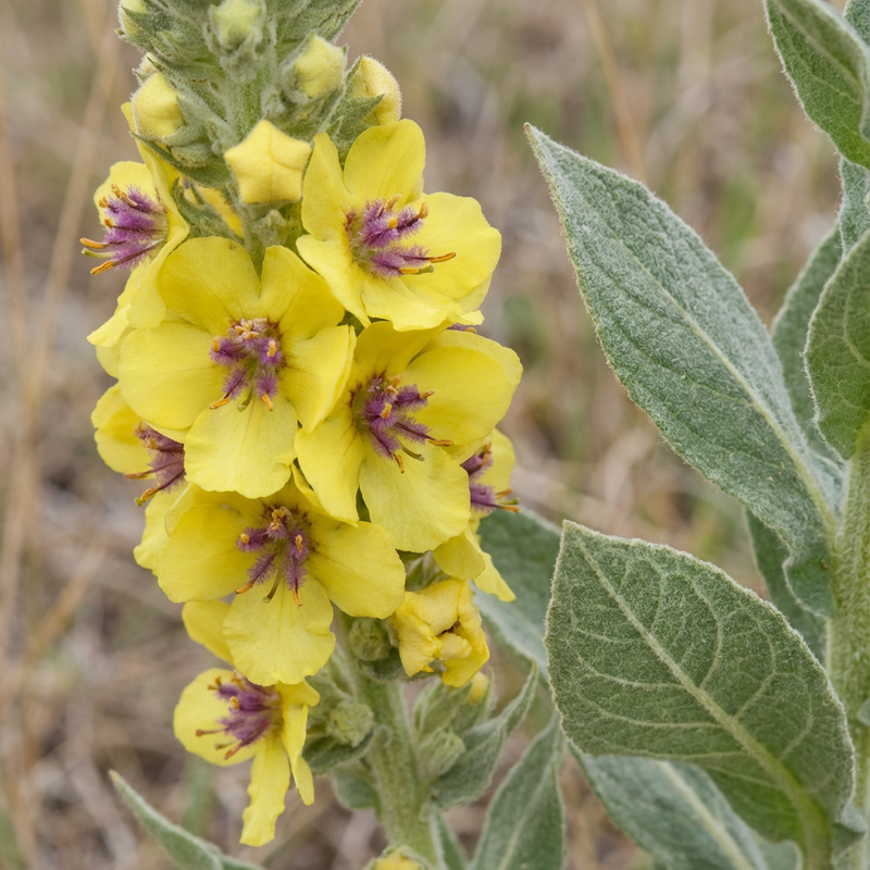 Koenigskerze (Verbascum densiflorum), KI-Illustration