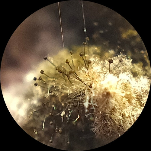 Köpfchenschimmel — Bild 5 von 12