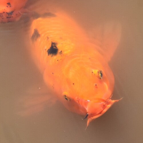 Koi — Bild 5 von 12